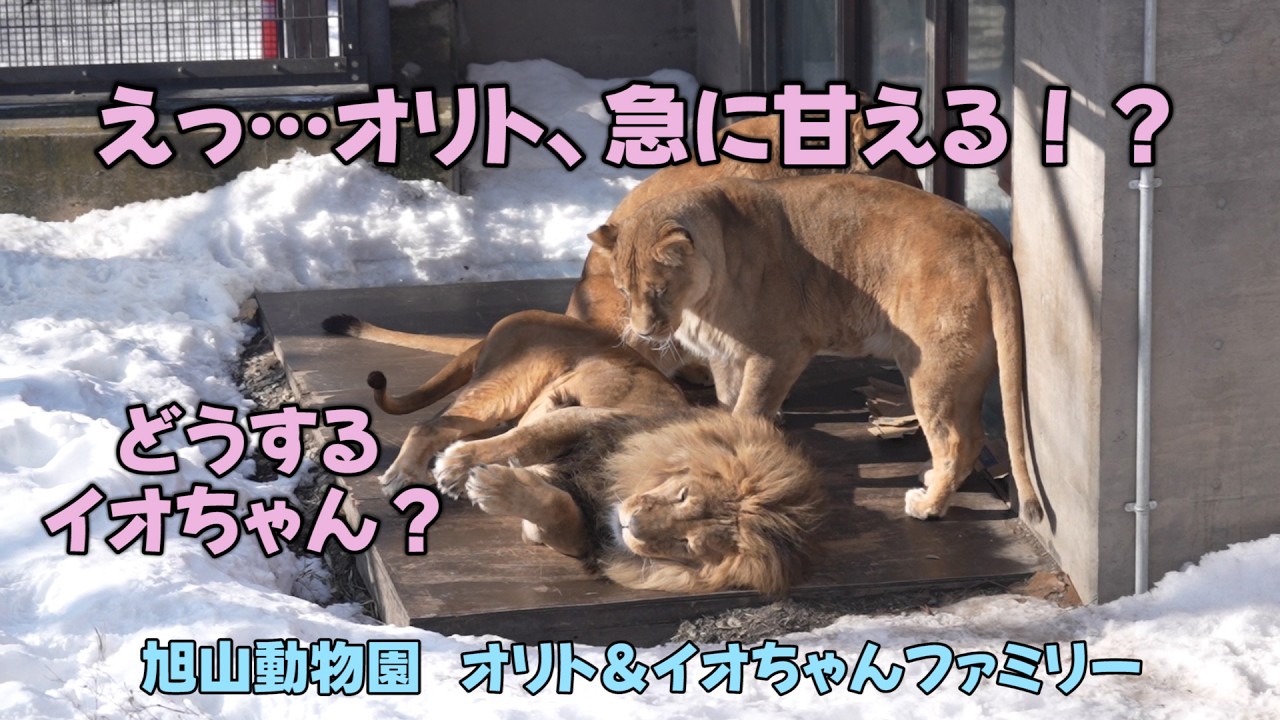 しばライオン同封❌ しばライオン同封❌様 リクエスト 2点 まとめ商品