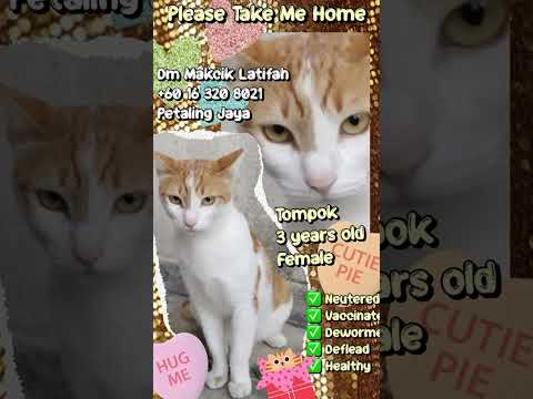 Domestic Short Hair Cat For Adoption - 3 Years, TOMPOK (NEUTERED) from Petaling Jaya, Selangor