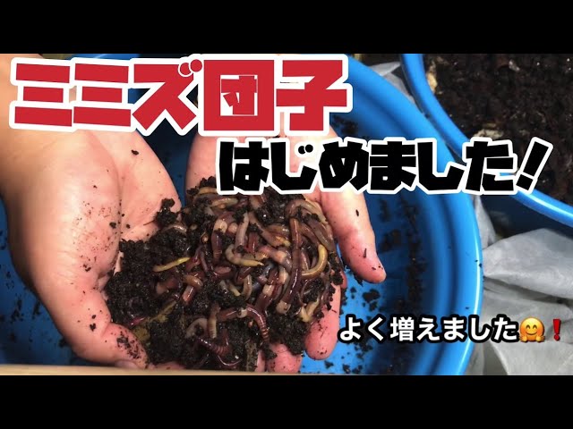 コンポストから堆肥を収穫してミミズ団子を作りました 釣り用ミミズの増やし方 Youtube コンポストから堆肥を収穫してミミズ団子を作りました 釣り用ミミズの増やし方 Youtube