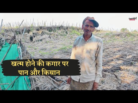 गुटके से जंग हार रहा पान, उत्पादक किसान अब छोड़ रहे खेती
