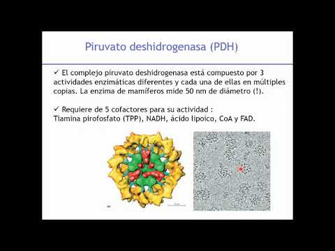 Vídeo: Per què la termogenina és una proteïna important?