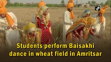 Watch: Students perform Baisakhi dance in wheat field in Amritsar