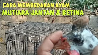 cara membedakan ayam mutiara jantan dan betina !! #ayamhias  #ayammutiara