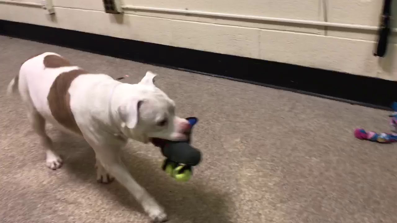 adopt cats long island 58216/NYCACC/ Duke plays fetch with friends and he loves it!