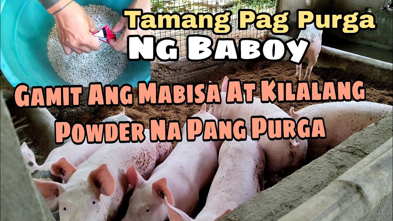 SUBOK AT KILALANG POWDER NA PANG PURGA SAATING MGA ALAGANG BABOY | PIG