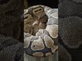Lesser (Possible Mahogany) Ball Python in Deep Shed | Stunning Shedding Process!