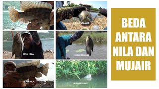 Perbedaan Nila Dan Mujair Paling Mudah Dan Akurat