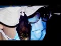 WORLD EXCLUSIVE: Footage proves bats were kept in Wuhan lab