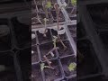 🌱 Плануєте посадку винограду? Саме час бронювати саджанці (066) 561-49-81 #виноград