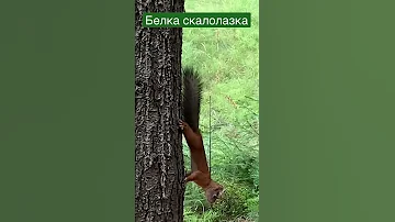 Сибирская белка скалолазка. #shorts #beta