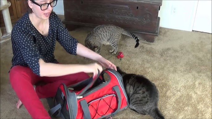 Using a Towel to Safely Put Cat in a Carrier 