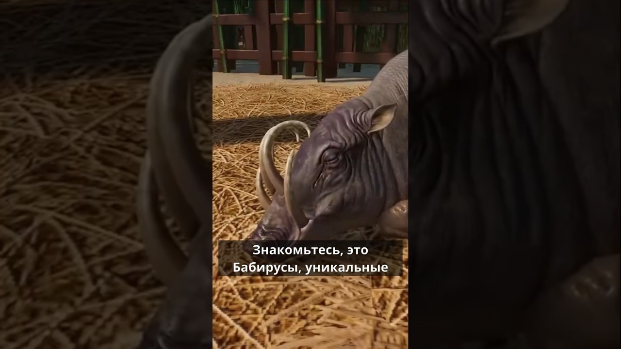 Бабирусса — свинья с рогами: невероятный внешний вид