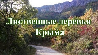 1. Лиственные деревья Крыма.