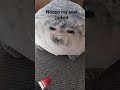 my seal puked #real-life #memes