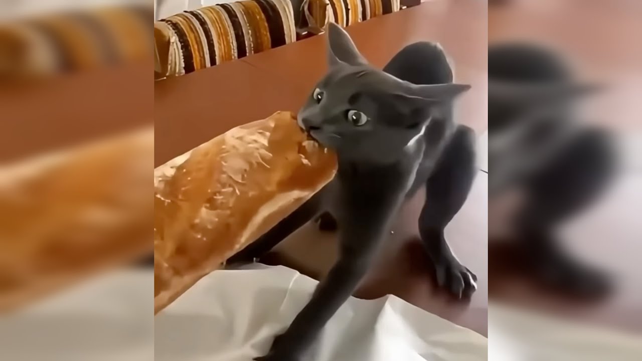 Funny Animals Cats&Dogs Part 16 🐈🐩