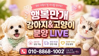 🌈  행복의 시작 행복만개 ❤️ #강아지분양 #강아지분양라이브 #강아지입양 #live #라이브방송 #고양이분양 #예쁜강아지 #행복만개 #말티푸