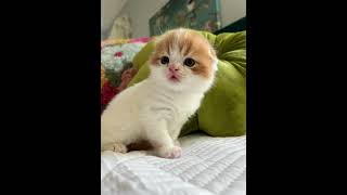 Scottish Fold kittens by Wunderfolds Scottish Fold Cats 1,005 views 3 weeks ago 1 minute, 33 seconds