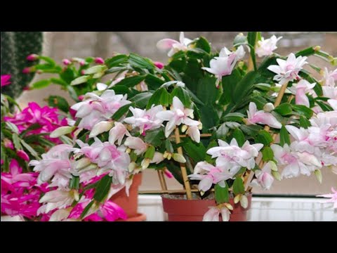 Бесплатная подкормка для бешеного роста комнатных растений!