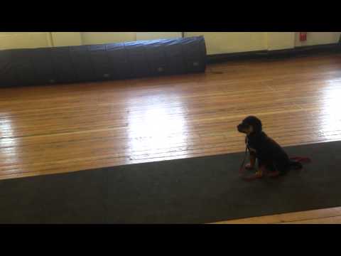 zen,-10-weeks-old-practicing-her-recall---abbey-dog-training