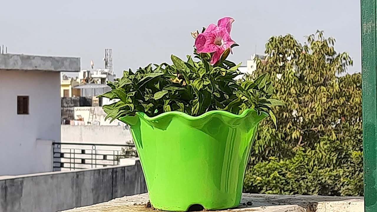 how to decor rooftop garden wall.my beautiful solankis garden.