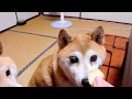 柴犬一五、緑内障で一時全盲に近い状態に。その時の見え方の様子。