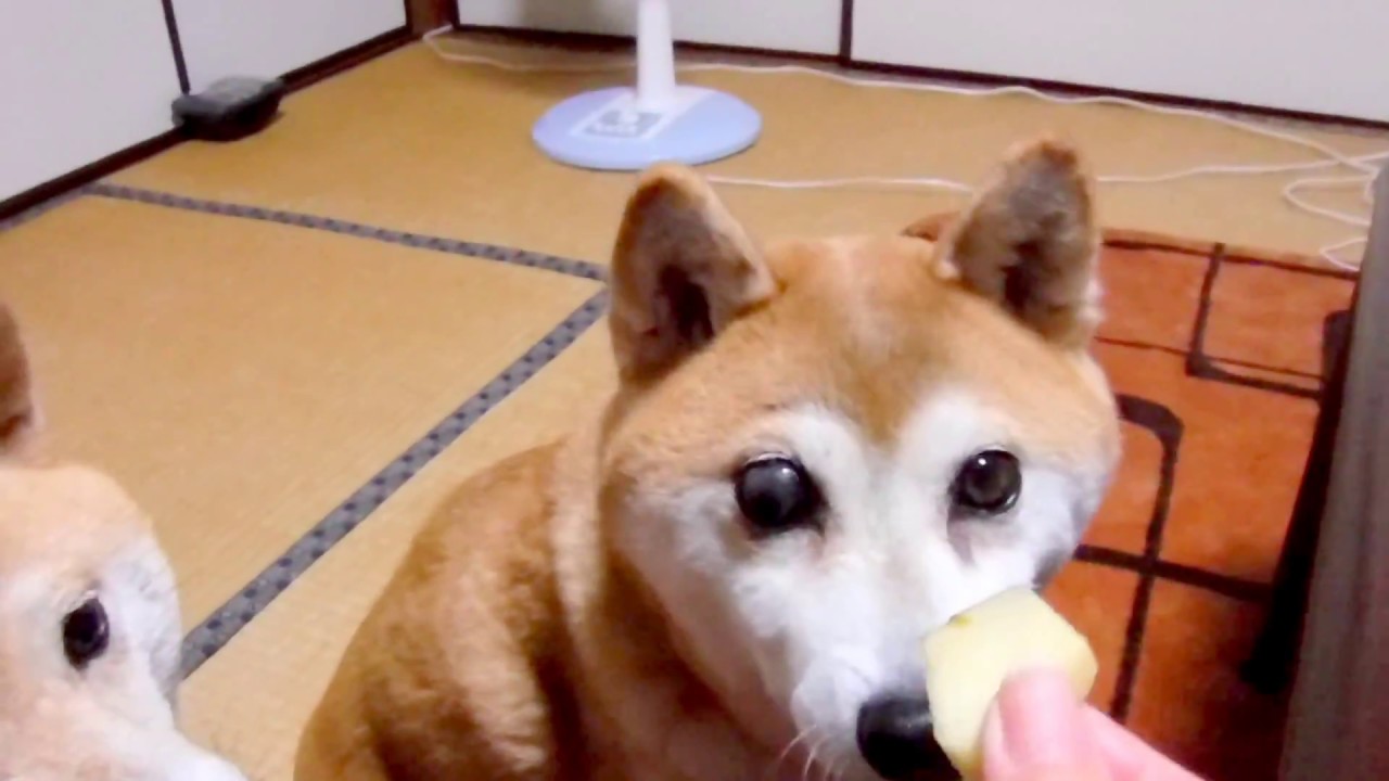 柴犬一五 緑内障で一時全盲に近い状態に その時の見え方の様子 Youtube