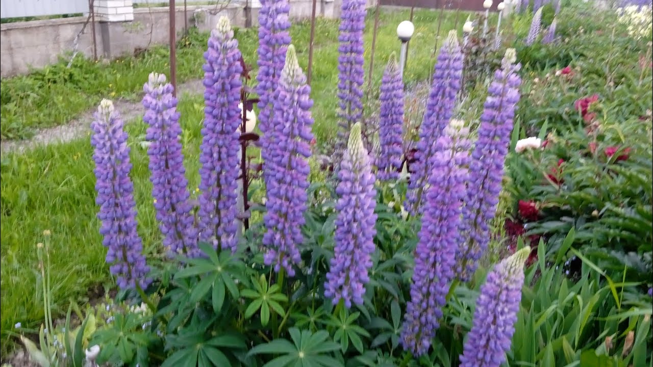 Січень час сіяти люпин. Сійте і будете мені дякувати.😘