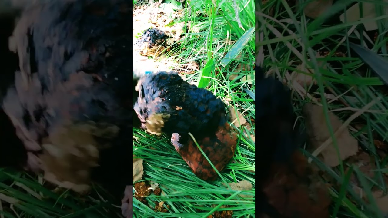 Инонотус скошенный