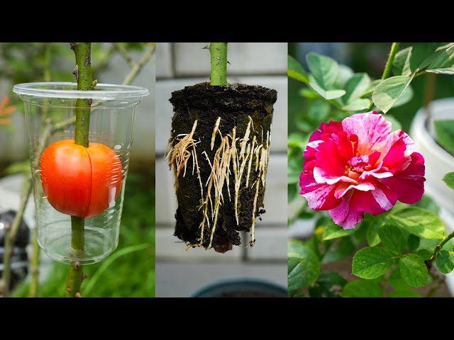 🌿Great idea for propagating rose, jasmine, bougainvillea, adenium, dieffenbachia, and lemon plants class=