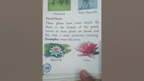 Science Class 4 Ch 6 ( Adaptation in Plants)- Part 2