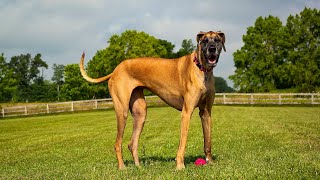 Great Dane Weight Pulling Unleashing Their Strength