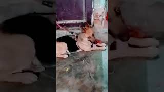 German Shepherd Aggressive Breed