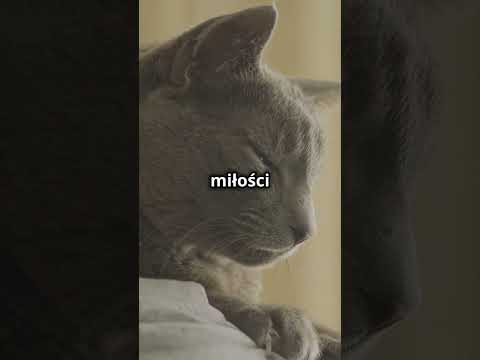 Koty z Mitów
