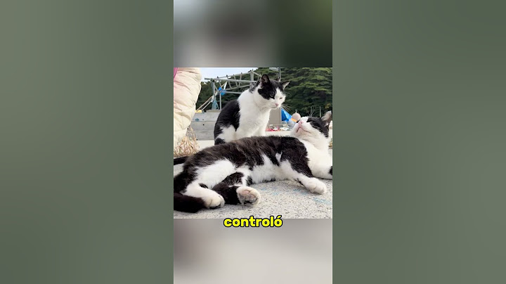 La Isla de los Gatos #shorts