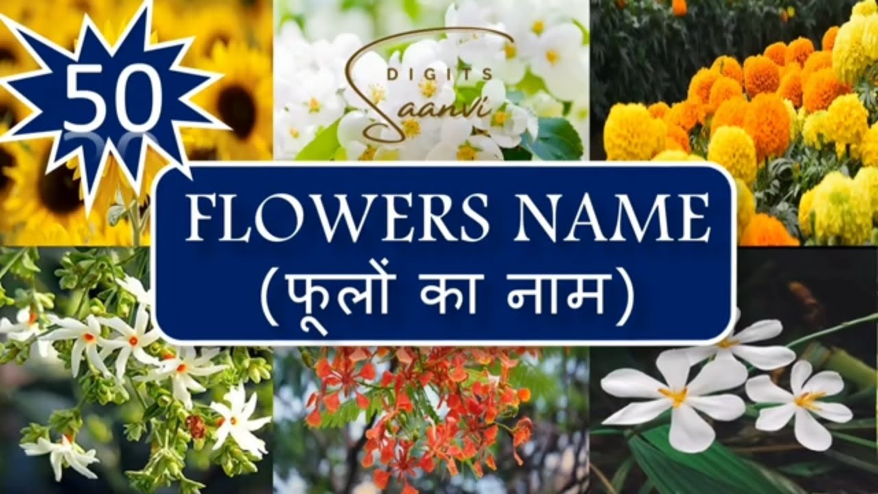 50 flowers name in english and hindi with original colorful pictures