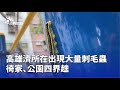 高雄刺毛蟲事件