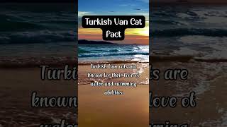 Turkish Van Cat Fact