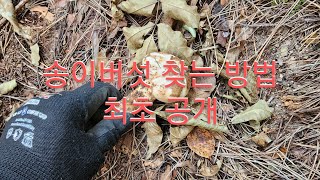 송이버섯 찾는 비법 최초공개, 꿀팁~