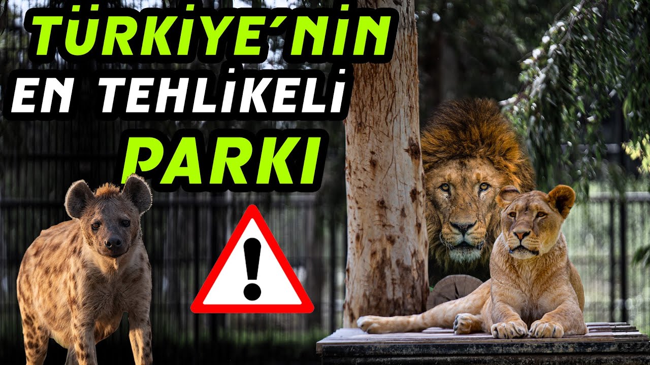 Вход в клетку Аслана. Гиена укусила нас за ногу