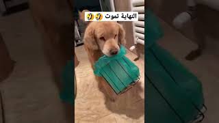 الكلب متعاون 🤣🤣🤣 #ضحك #shorts #tiktok #video  #funny #ترند #ترند_السعودية