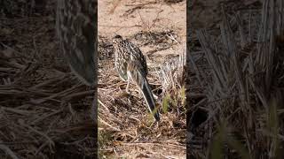 Rare Birds in New Mexico This Summer? 550+ Species You Can See Right Now