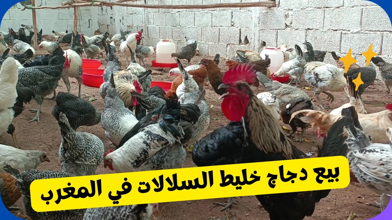 بيع دجاج خليط السلالات في المغرب – عمر 6 أشهر، جودة عالية وتوصيل لجميع المدن للتواصل 0668762975