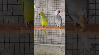 #abdullahbirdsaviary #birds #birdsavairy #parrot #breedingpair #AbdullahBirdsAviary