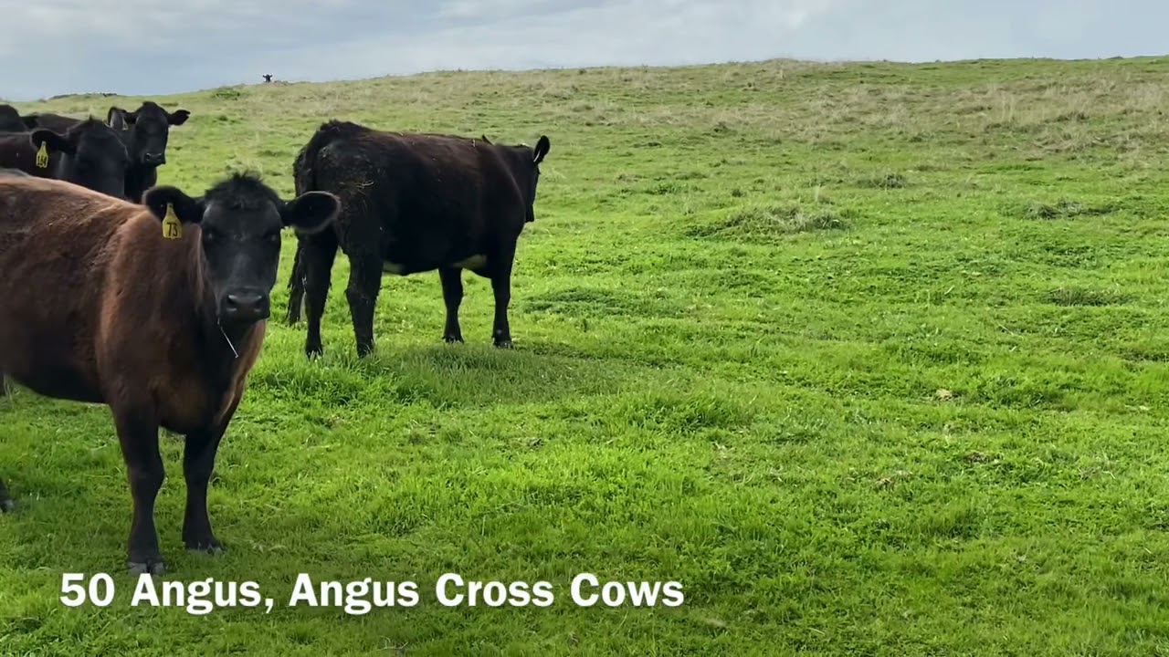 50 Angus, Angus Cross Cows