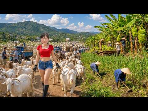 Buying 1,000 Goats from Farmers | Selling at the Village Market & Banana Harvest