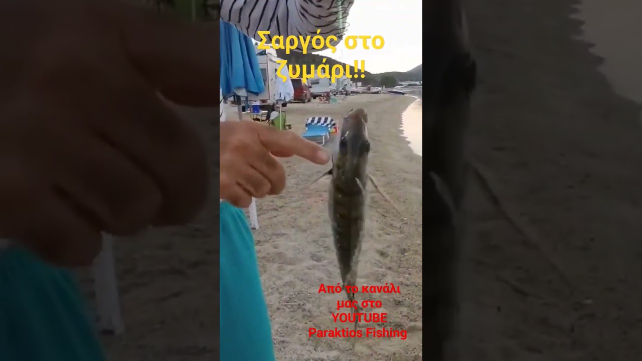 Σαργός στο ζυμάρι 2