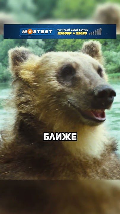 Они украли медведя😅 - YouTube