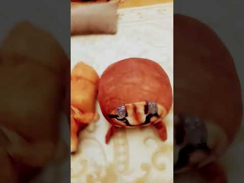 стопе белка