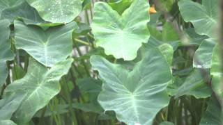 Raindrops And Leaves