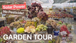 Meet The Succulent Master - 500M2 Garden Organic Solar Power Thousands Rare Succulents 